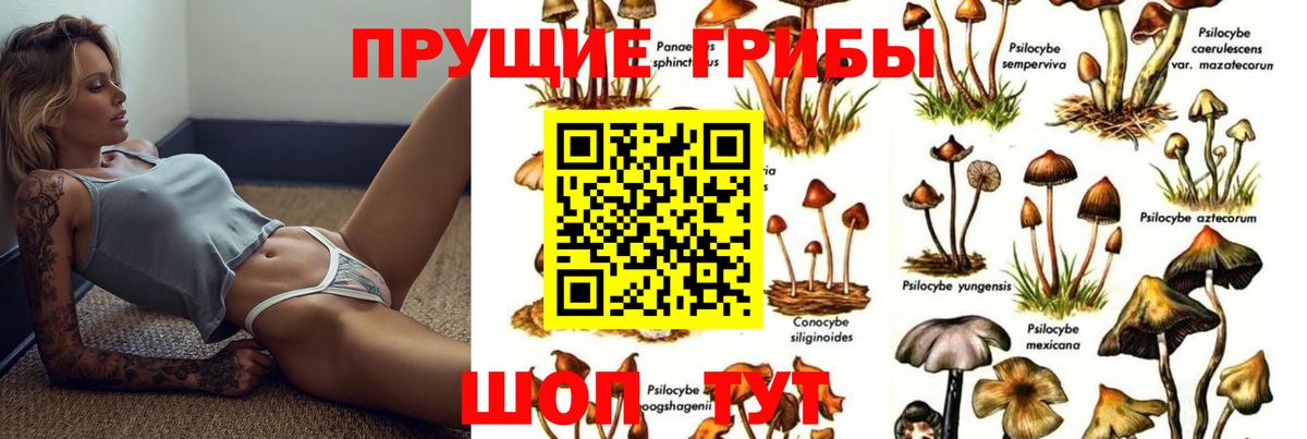Псилоцибиновые грибы GOLDEN TEACHER Коркино